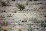 Orix - Antilope am Comatum - Fluss